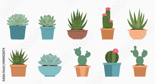 Colorful collection of potted succulents and cacti plants vector graphics houseplant decor garden green home nature