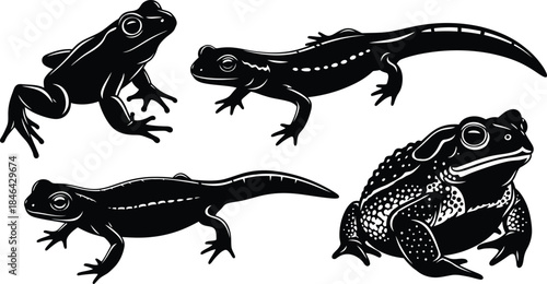 Silhouette of various frog and toad amphibians