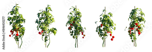 Fotografie 3D Tomato Plant (Solanum Lycopersicum) isolated PNG on a transparent background
