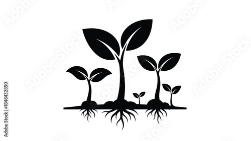 Growing plant sprouts with visible roots a delicate black silhouette