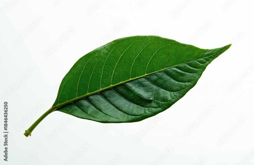 Obraz premium Isolated green leaf with prominent veins on white background. Healthy plant part, single leaf detail, nature element. Useful for botany or food themes.