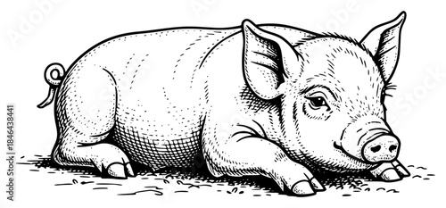 a black and white drawing of a boar, black, boar, drawing, illustration, pig, against transparent background