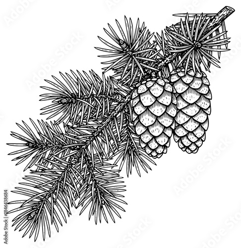 a black and white drawing of a pine cone hanging on a branch, black, branch, cone, drawing, hang on, ink, needle, pine cone, tree, tree branch, against transparent background