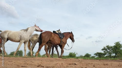 African horseback safari , African man holding a group of horse herd trail , low angle, riding in Botswana, Africa.