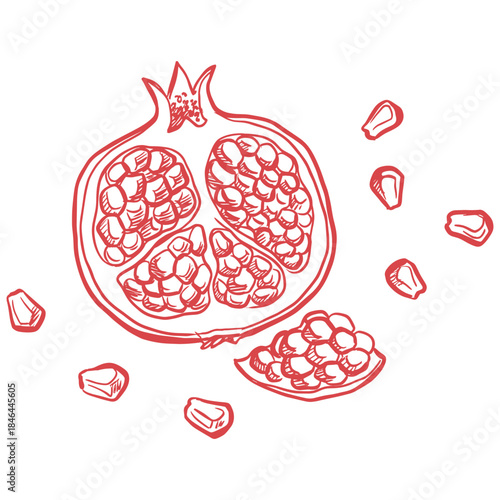 Pomegranate fruit sketch.Hand drawn fruit illustration.Open pomegranate line art.Vintage botanical drawing.Healthy fruit vector