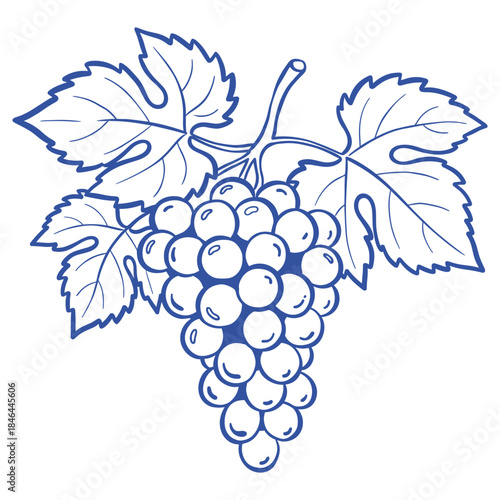 Grape bunch vintage sketch.Vineyard fruit line art.Wine berry doodle vector.Hand drawn grape cluster.Outline harvest illustration