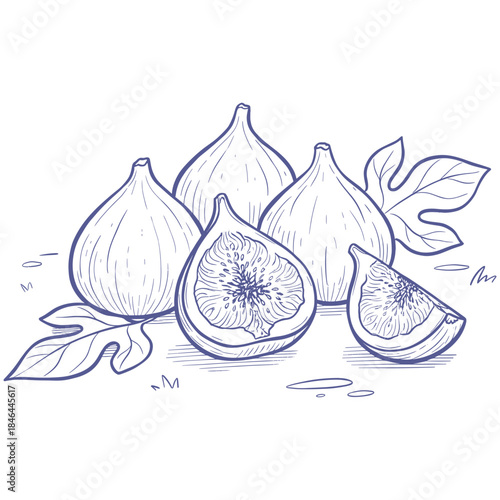 Hand drawn fig illustration.Engraving style figs and leaves.Sketch of whole and cut fruit.Organic food vector outline.Botanical fig line art