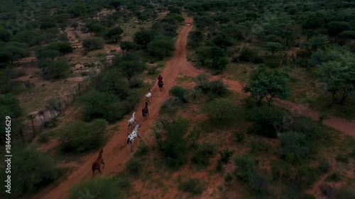 African horseback safari , African man riding group of horse herd a night, dark, through the bush, trail riding in Botswana, Africa.