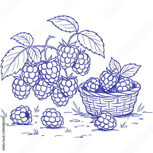 Hand Drawn Raspberry Harvest.Vintage Berry Bush Sketch.Line Art Raspberry and Basket.Doodle Style Summer Berries.Fresh Fruit Outline Drawing