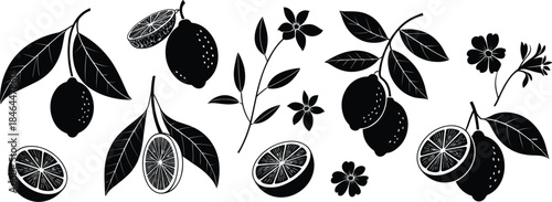 Lemon or citrus fruit and flower silhouette collection, botanical leaf, branch, and slice vector element set