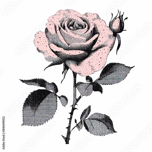Vintage style rose flower illustration with textured petals, thorny stem, leaves, and unopened bud in retro minimalist halftone vector art design for floral decoration and tattoo inspiration