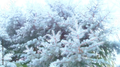 Frost on Evergreen Branches in Winter Morning Light at a Forest Location