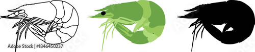 Raw Green Shrimp or Prawn Vector Icon in Outline, Color, and Silhouette.