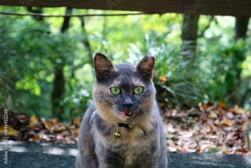 秋の山道　境内にいた猫　さびねこ
