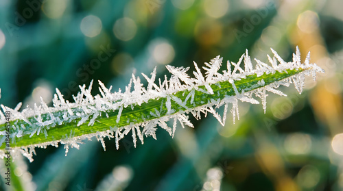 A close-up macro view of delicate frost crystals covering a green blade of grass on a cold morning