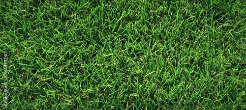 Vibrant Green Grass Garden Surface in Summer, Lush Lawn Texture and Natural Background Photo