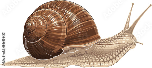 Brown garden snail illustration isolated on white background detailed mollusk artwork realistic style nature wildlife animal vector design