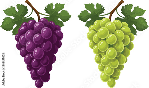 Fresh purple and green grape bunches illustration, juicy fruit harvest concept for healthy nutrition, organic food, vineyard produce vector