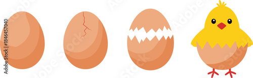 Egg hatching stages illustration showing chick development from whole egg to newborn bird, growth process, life cycle, cute cartoon vector
