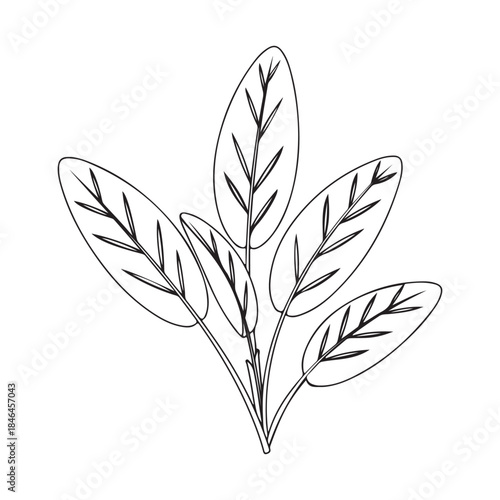 Maranta leaf outline drawing illustrated as a modern indoor houseplant line art Vector illustration