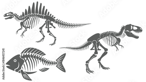 Illustration of spinosaurus t rex and fish skeletons on white background