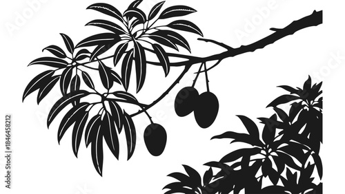 Silhouette of mango tree branch with leaves and hanging mango fruits