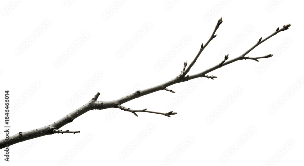 Fototapeta premium Bare tree branch isolated on transparent background