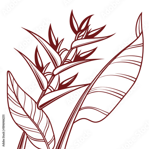heliconia pendula leaf vector