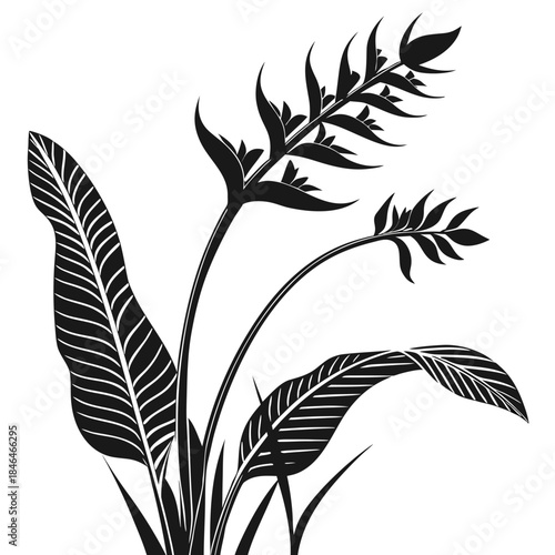 heliconia pendula leaf silhouette on white background