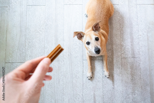Photography Owner giving treat to obedient dog indoors