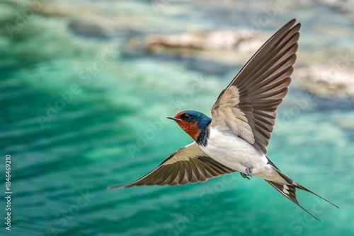 Swallow in Graceful Flight Over Blurred Water Background