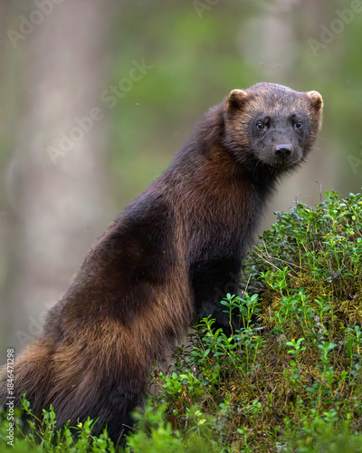 Wolverine portrait in the forest scenery
