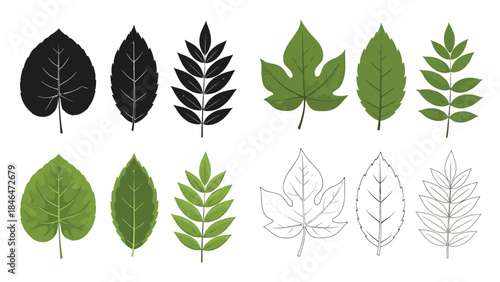 A collection of diverse green and monochrome leaf shapes in a linear arrangement