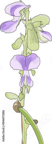 Purple Phasey bean