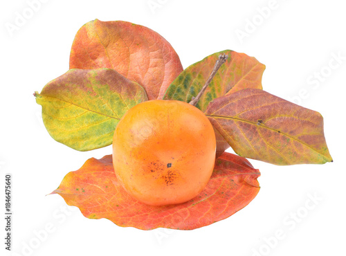 Fresh organic ripe persimmons fruits with yellow Leaves,isolated on white background.