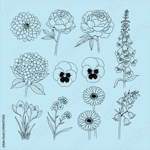 Botanical collection of various hand drawn flower illustrations in black outline on a light blue background
