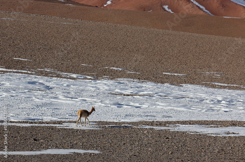 Vicuna grazing in the snow, Chile