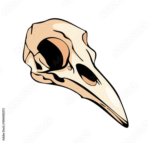 Stylized bird skull illustration for modern art, nature, and design projects