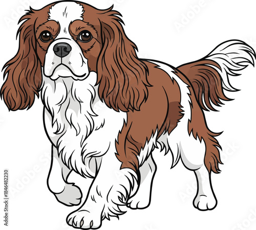 King Charles Spaniel dog walking relaxed trotting gait movement