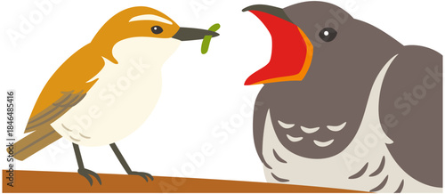 托卵する野鳥のカッコウのイラスト素材