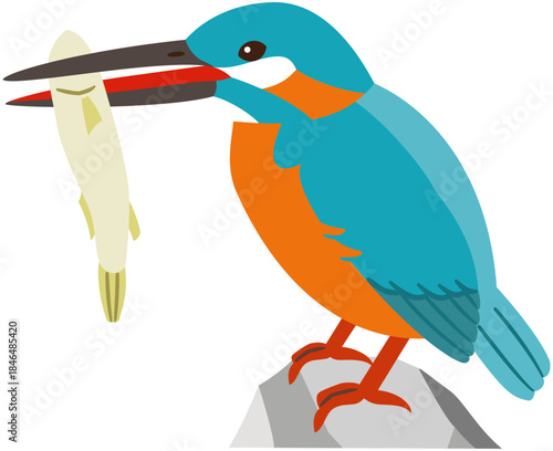 魚をとった野鳥のカワセミのイラスト素材