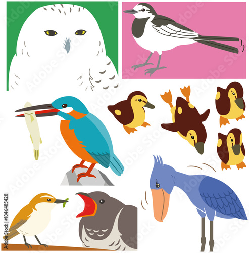 シロフクロウやカワセミなど野鳥のイラスト素材