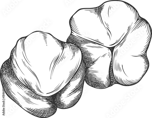 Acerola berries sketch, two Barbados cherries, engraved hand drawn fresh ripe exotic fruit superfood vector illustration