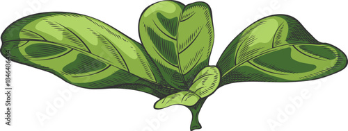 Acerola berry green leaves vector sketch, Barbados cherry plant, hand drawn exotic fruit foliage, floral design element