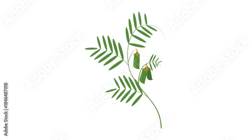 Green plant branch with leaves and seed pods on white