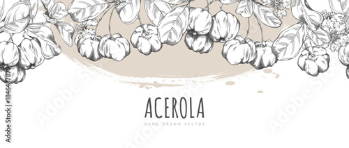Acerola berries with leaves and flowers engraved sketch, vector seamless border design, Barbados cherry, exotic fruit