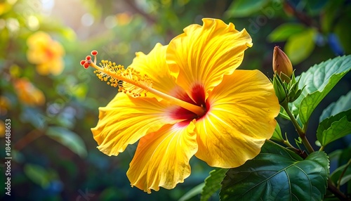 Bright yellow hibiscus flower in full bloom, surrounded by green foliage, bathed in warm sunlight