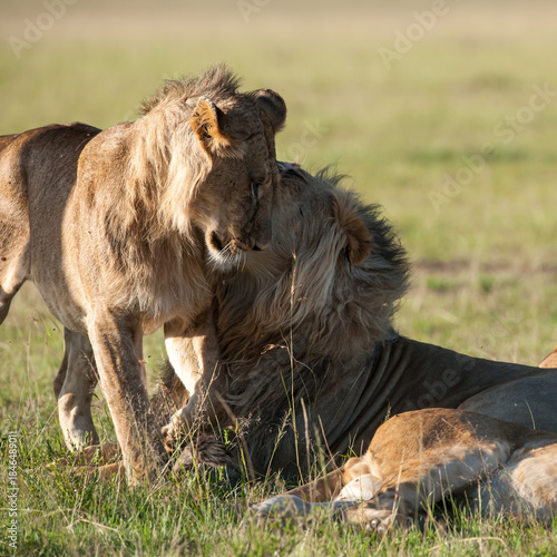 male lion cub