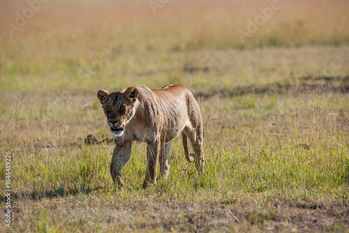 Lion in the savannah