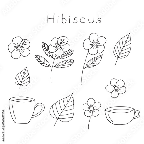 Hibiscus flower and tea, set of elements, hand drawing, vector illustration
